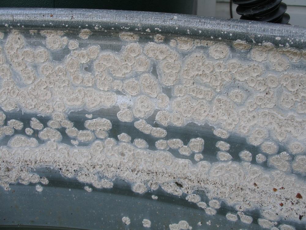 white-rust 1
