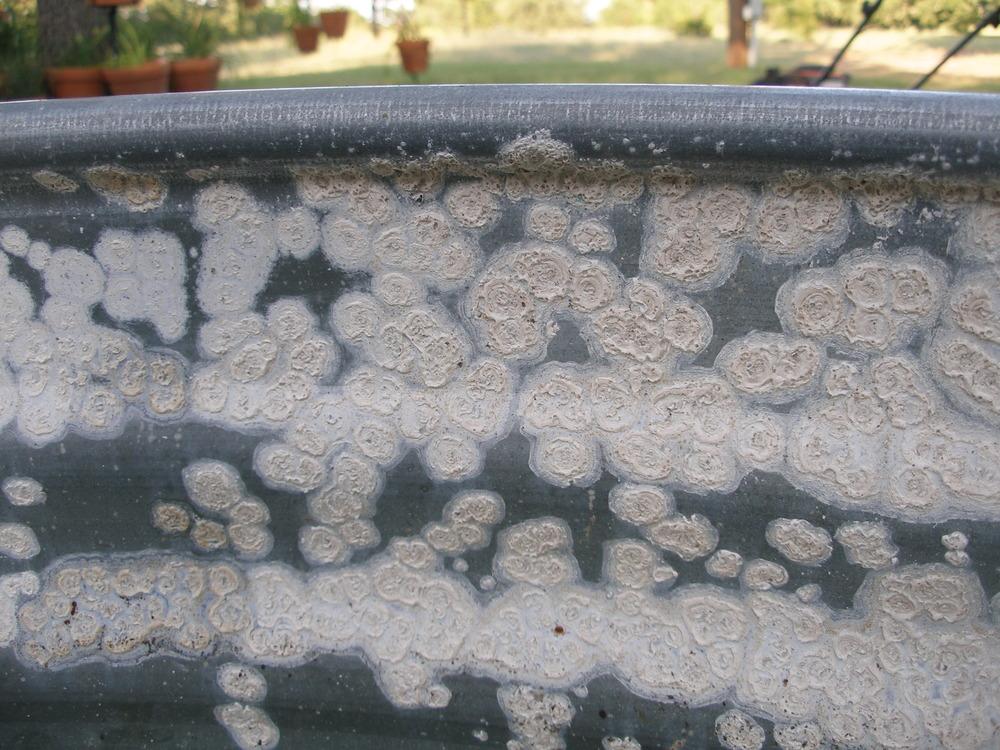 white-rust 2